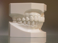 (4)  歯の模型